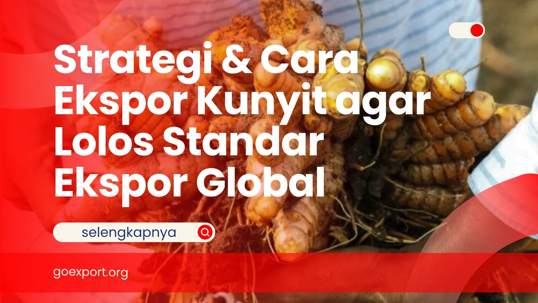 Strategi & Cara Ekspor Kunyit agar Lolos Standar Ekspor Global