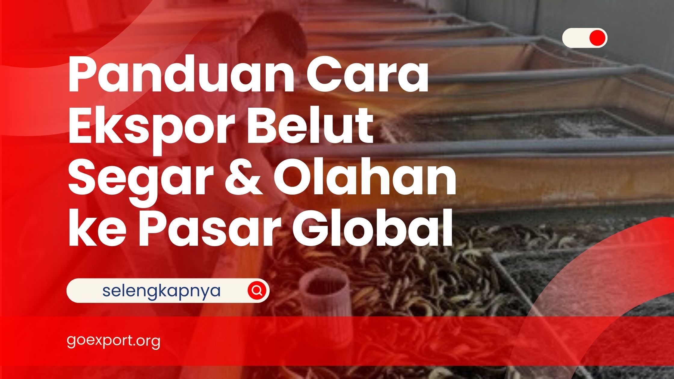 Panduan Cara Ekspor Belut Segar & Olahan ke Pasar Global