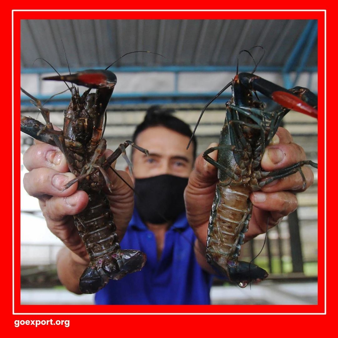 Cara Ekspor Lobster Air Tawar